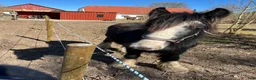 Allround hästar till salu: Tinker hingste plag  - Annons 3