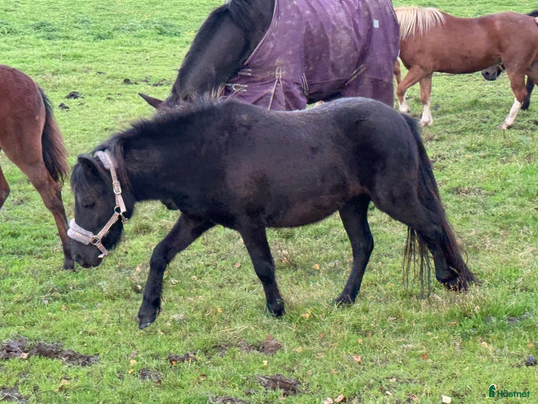 Trav hästar till salu: Blivande ponnytravare i Borlänge - Annons 2