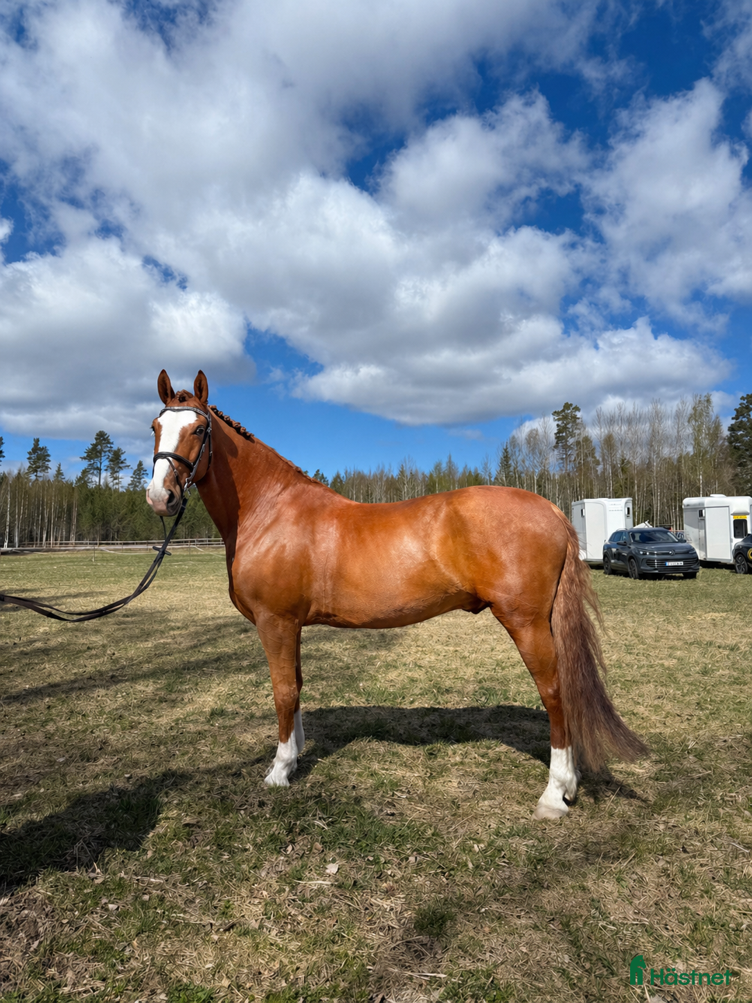 Allround hästar till salu: Trygg och trevlig allroundhäst med potential - Annons 1