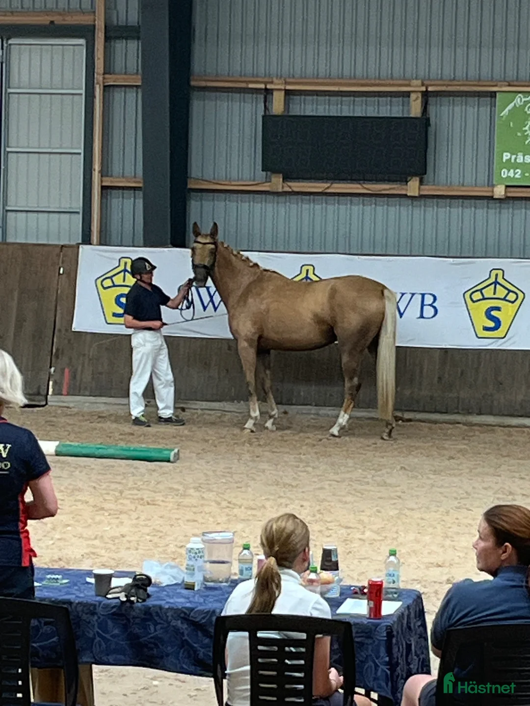 Avelshästar hästar till salu: Isabellfärgad avelssto hoppning - Annons 2