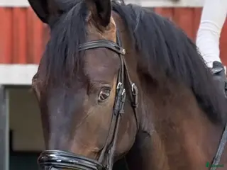 hästar 5årig valack med mycket potential! - Annons 6