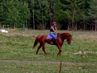 hästar Trevligt sto redo att utvecklas vidare i Upplands Väsby - Annons 19
