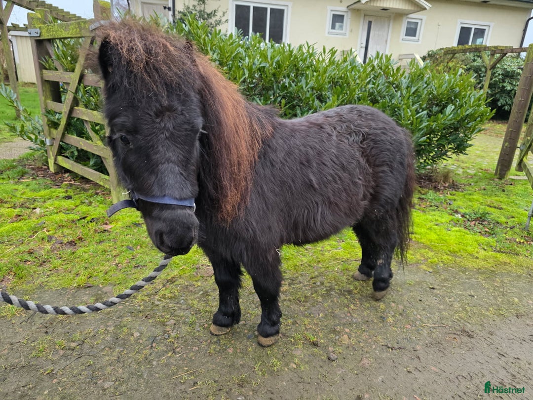 Allround hästar till salu: Riden snäll Falabella 4 år i Laholm - Annons 2