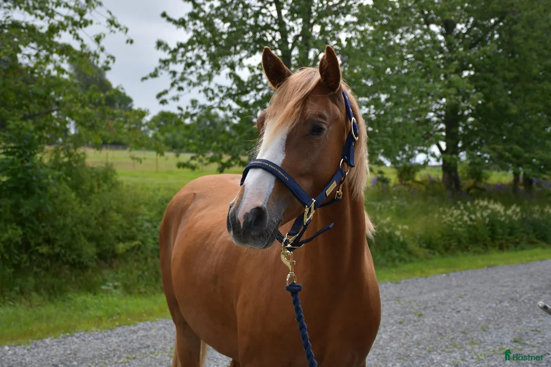 Allround hästar till salu: Utvecklingsbar 3 åring - Annons 2