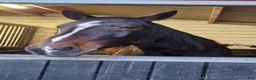  foderhäst finnes: Kärleksfull kille i Kil - Annons 3