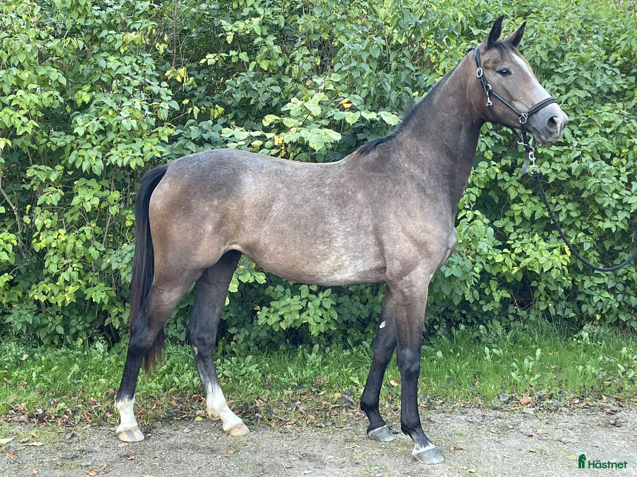 Dressyr hästar till salu: Sivilja Light – lovande dressyrtalang född 2023 i Lysekil - Annons 1