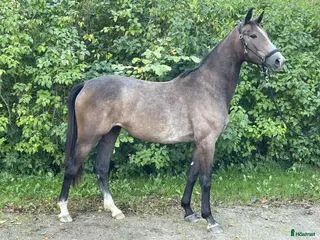 hästar Sivilja Light – lovande dressyrtalang född 2023 i Lysekil - Annons 7