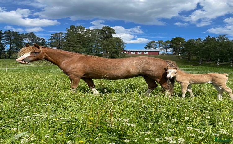  hästar i Gävle - Annons 9