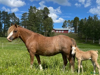 hästar RESERVERAD Årets julkapp: bästa ponnyvän i Gävle - Annons 4