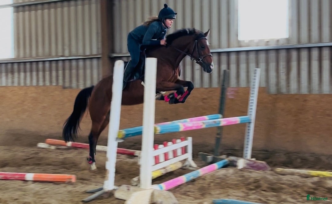 Hoppning hästar till salu: Selection of Irish ponies i Ljungby - Annons 21