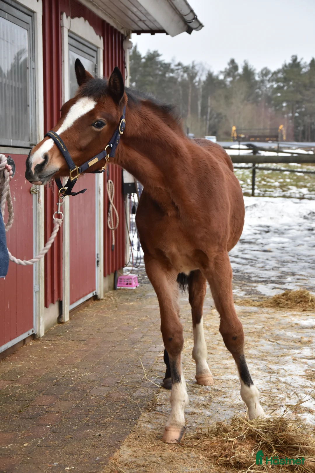 Dressyr hästar till salu: Vackert ungsto för dressyr i Partille - Annons 3