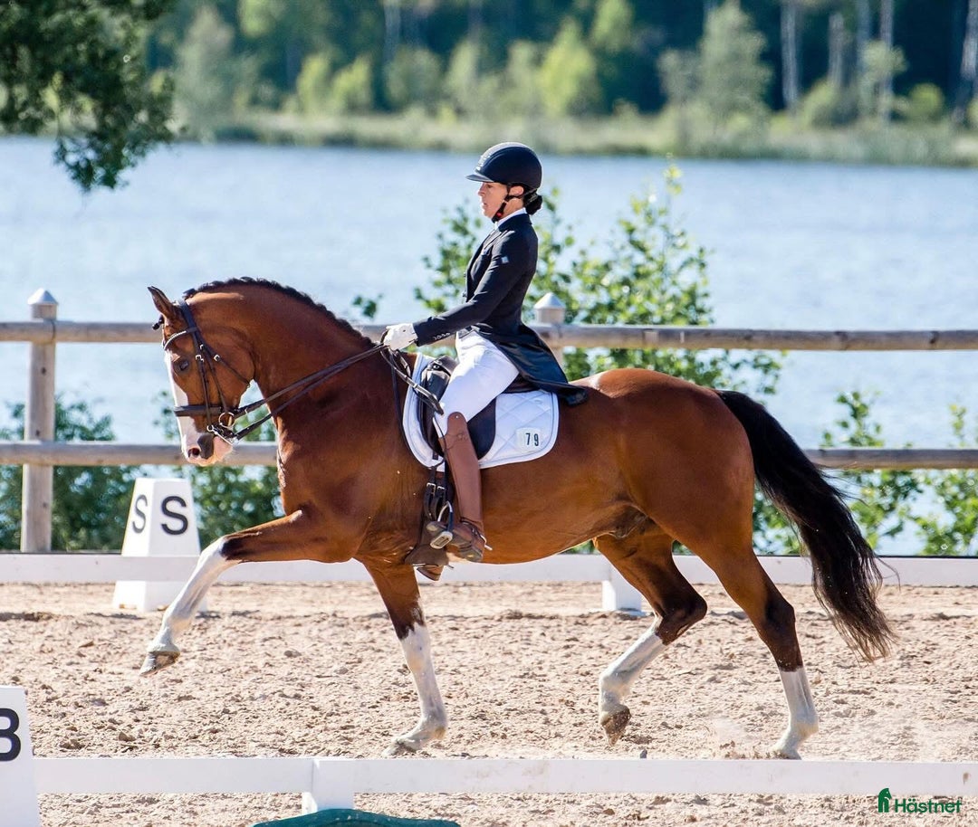 Dressyr hästar till salu: Genom snäll valack med utstålning i Flisby - Annons 1