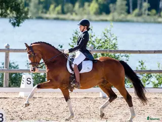 hästar Genom snäll valack med utstålning - Annons 5