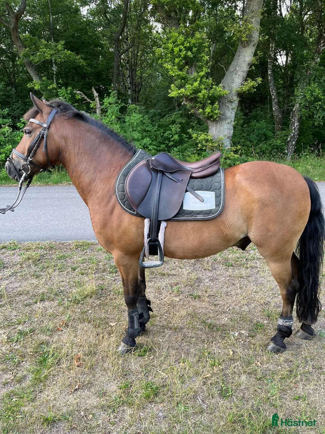 Allround hästar till salu: Ponny man kan göra allt med - Annons 2