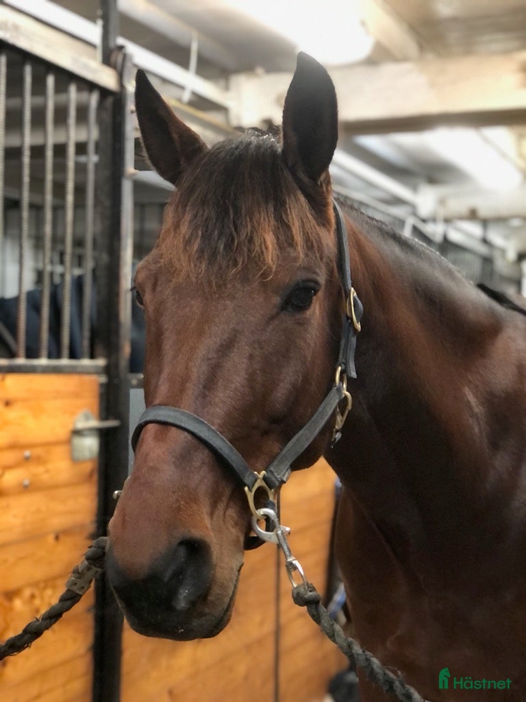  hästar Bästa Kompis! - Annons 2