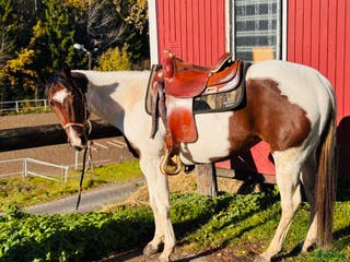 hästar Paintsto, 5 år - Annons 3