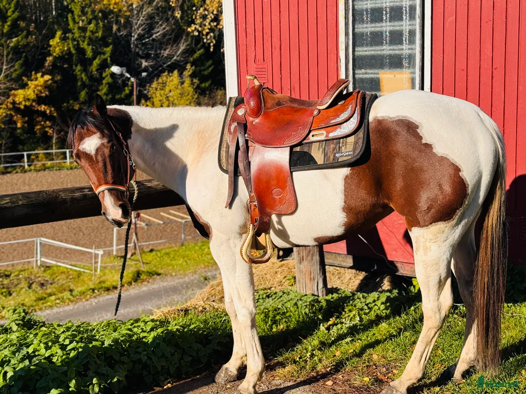 Western hästar till salu: Paintsto, 5 år - Annons 1