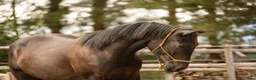 Western hästar till salu: Quarter horse, valack, 3år - Annons 8