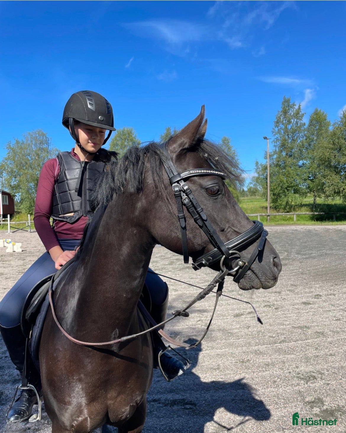  hästar Supersöt maxad b-ponny - Annons 12