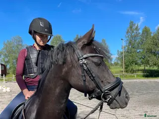hästar Supersöt maxad b-ponny - Annons 12