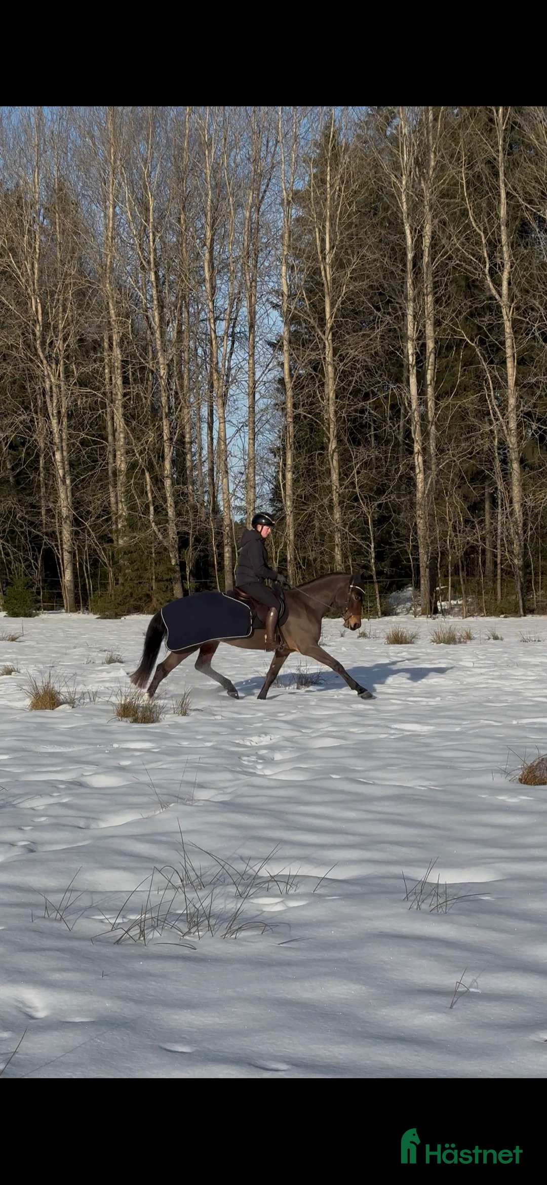Allround hästar till salu: Kvick D-Ponny med framtidspotential i valfri gren! i Karlskoga - Annons 3