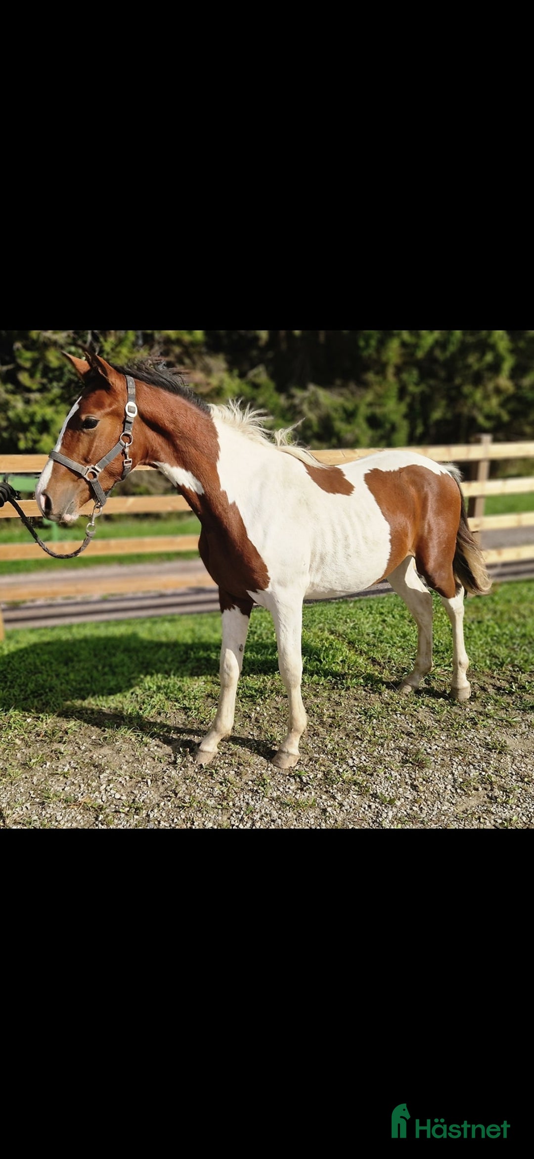 Allround hästar till salu: ⭐️ Gyllens Rambo ⭐️ i Svedala - Annons 2
