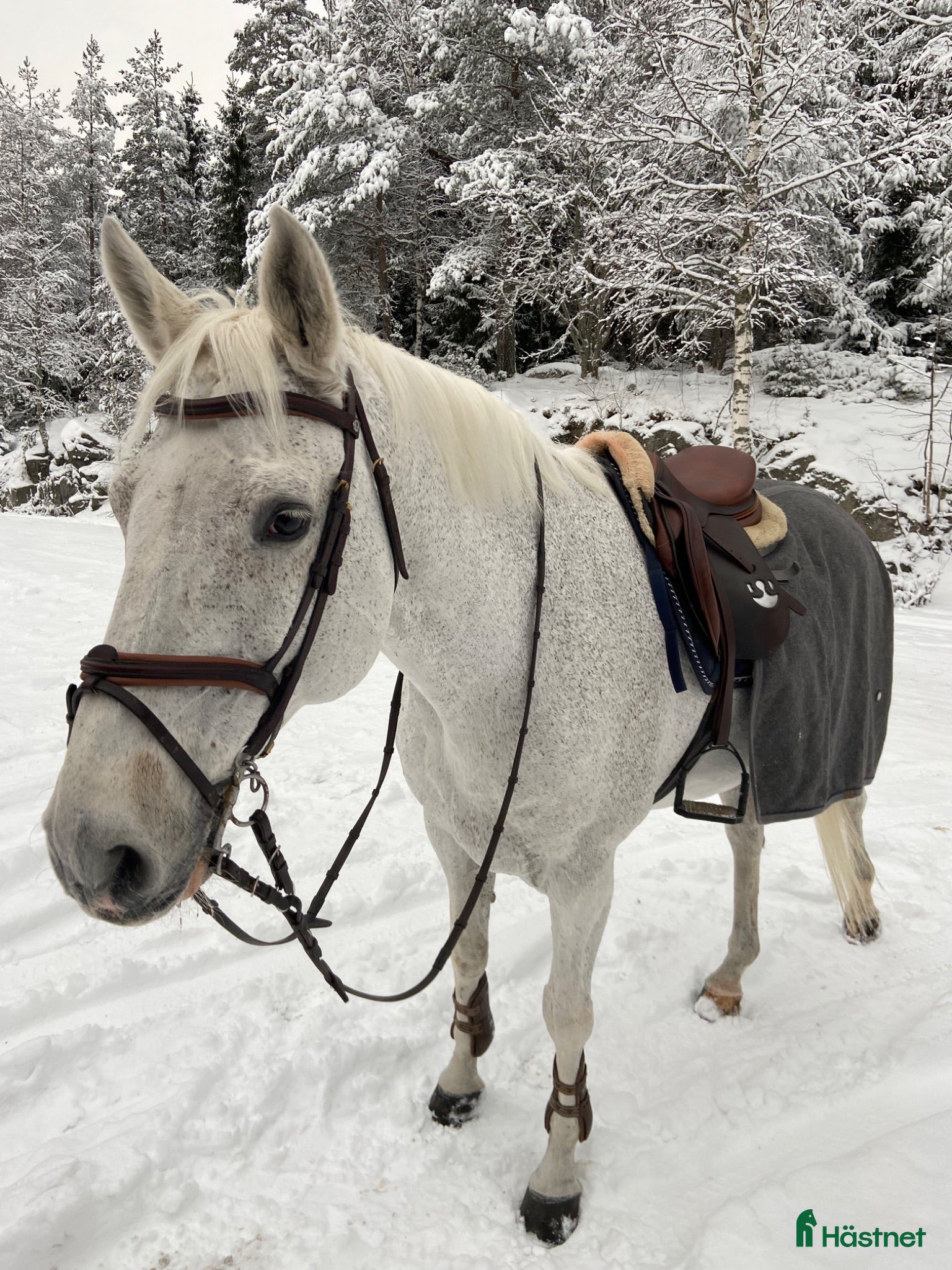  hästar Söker en ny tävlingskompis! - Annons 4