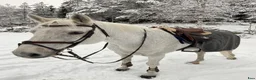 Hoppning hästar sökes: Söker en ny tävlingskompis! - Annons 1