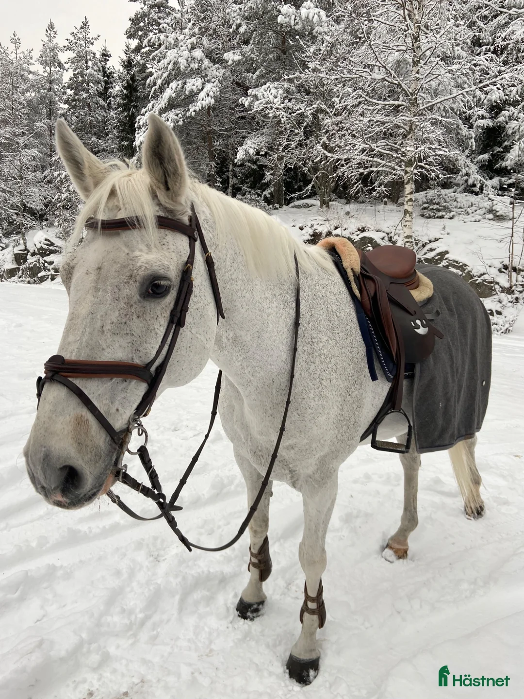 Hoppning hästar sökes: Söker en ny tävlingskompis! - Annons 1