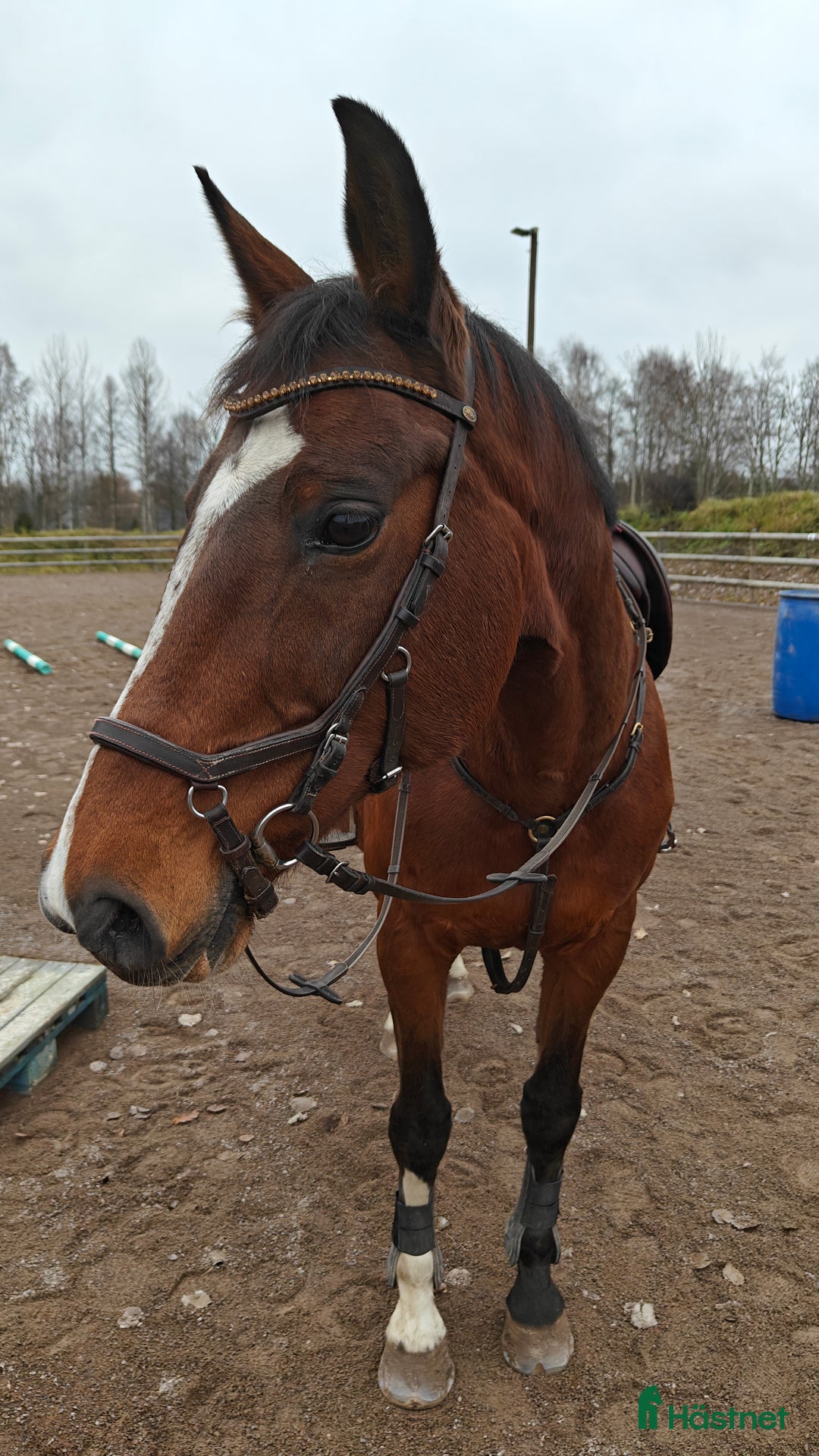 Allround hästar till salu: Vackert KWPN sto i Nybro - Annons 1