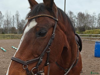 hästar Vackert KWPN sto i Nybro - Annons 15