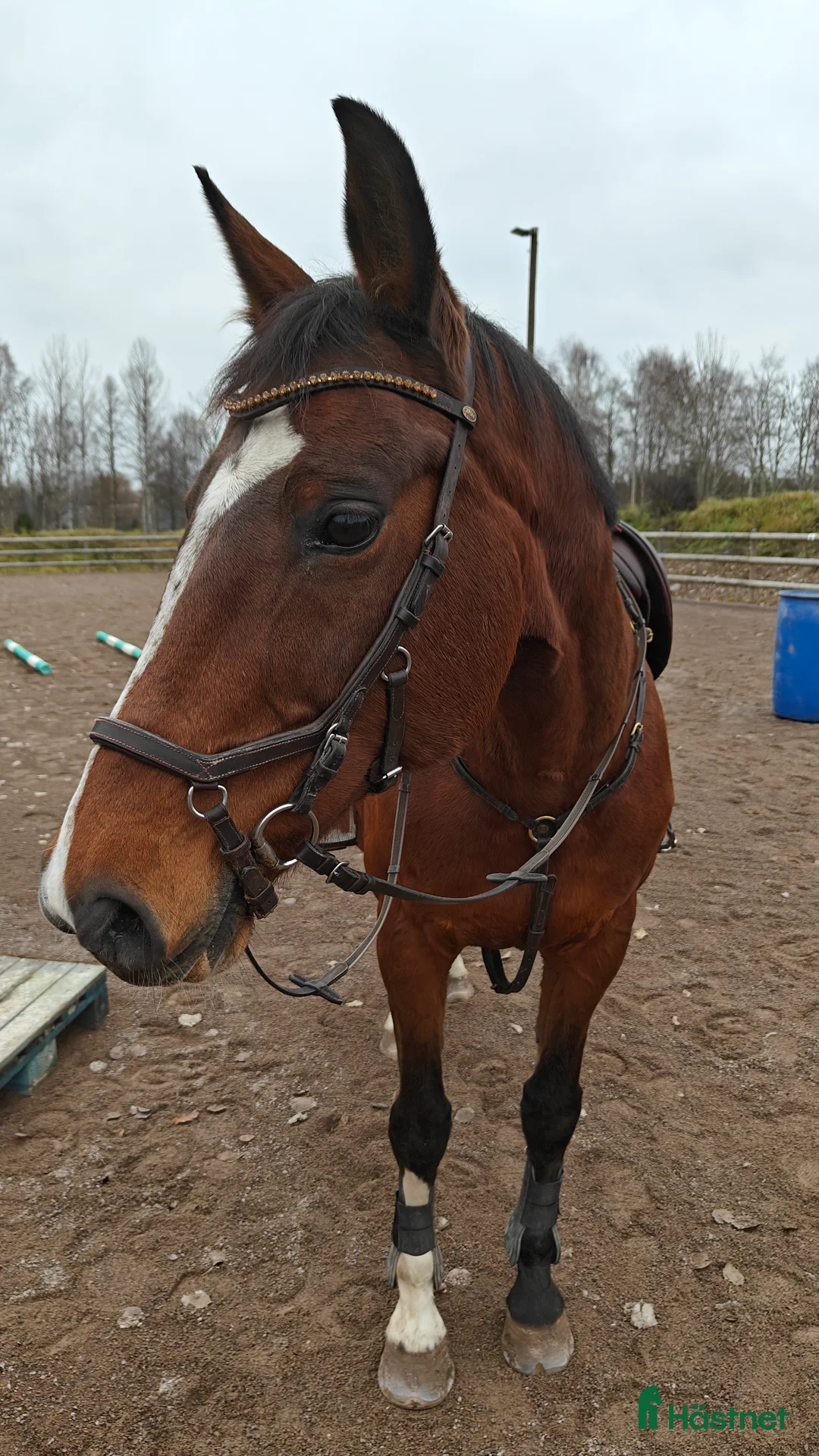 Allround hästar till salu: Vackert KWPN sto i Nybro - Annons 1