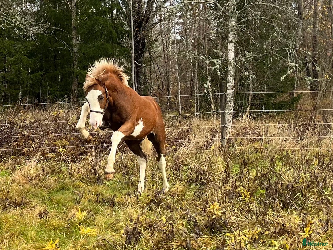 Allround hästar till salu: Stor welsh cob hingst i Ransta - Annons 3