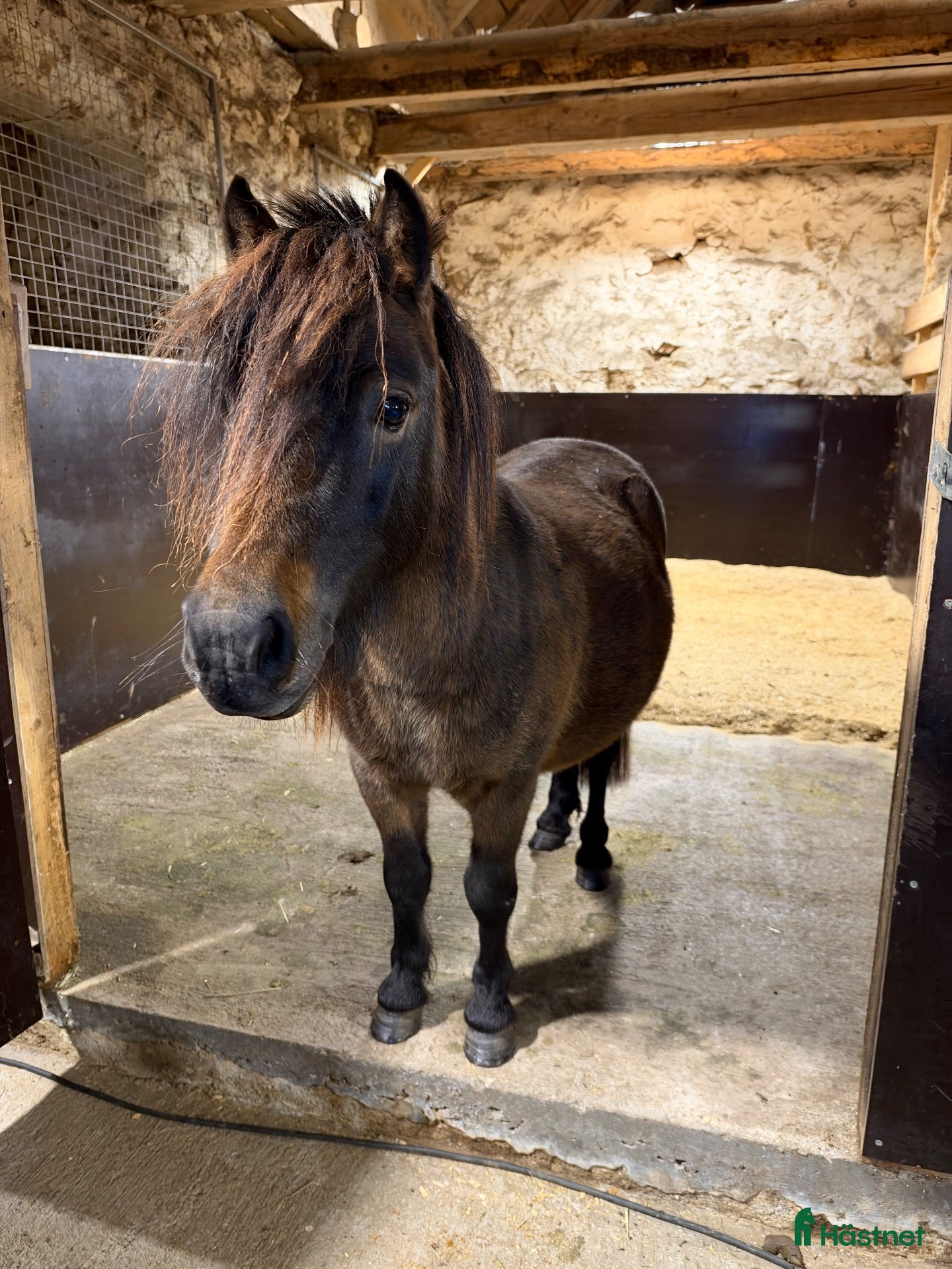  hästar Snäll Shettis hingst. - Annons 4