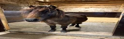 Allround hästar till salu: Snäll Shettis hingst. - Annons 1