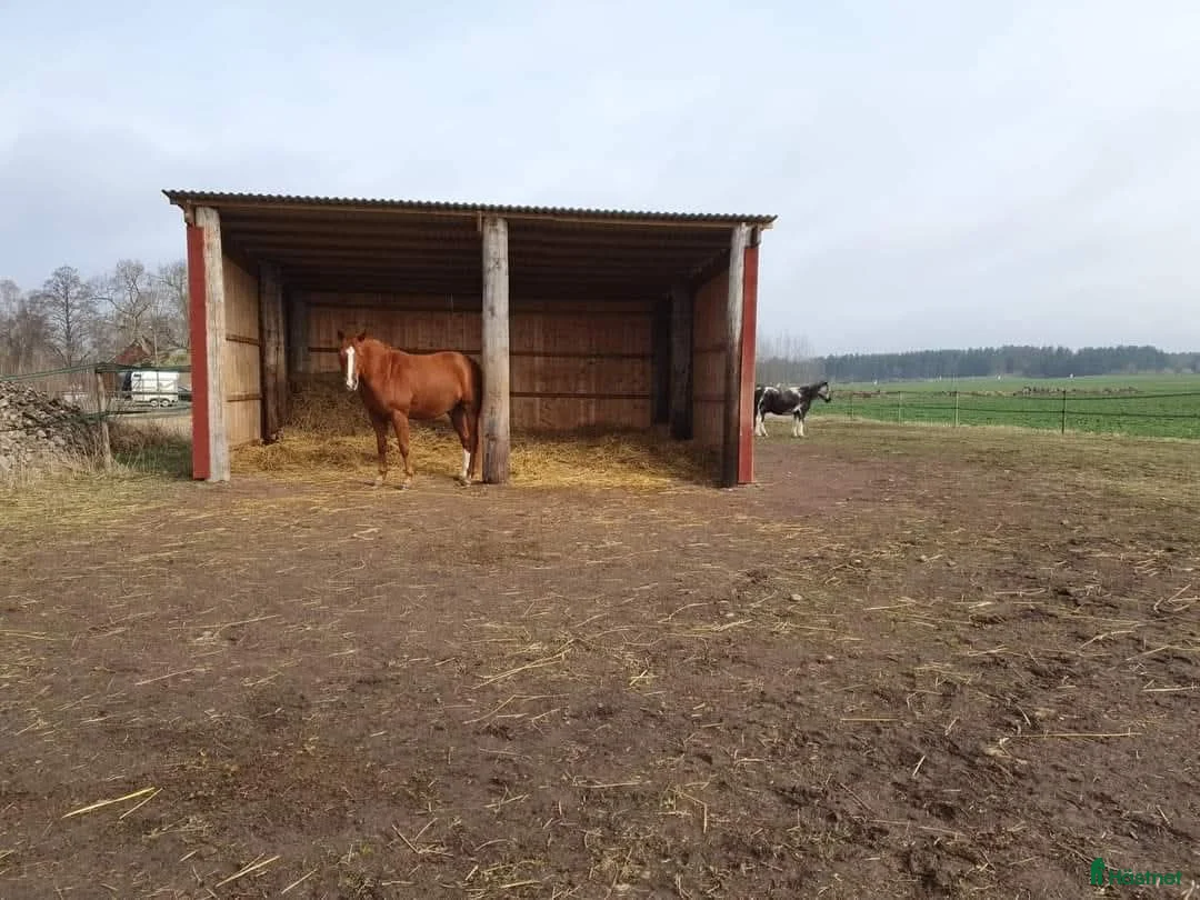  stallplats finnes: Ledig plats i Trekanten - Annons 2