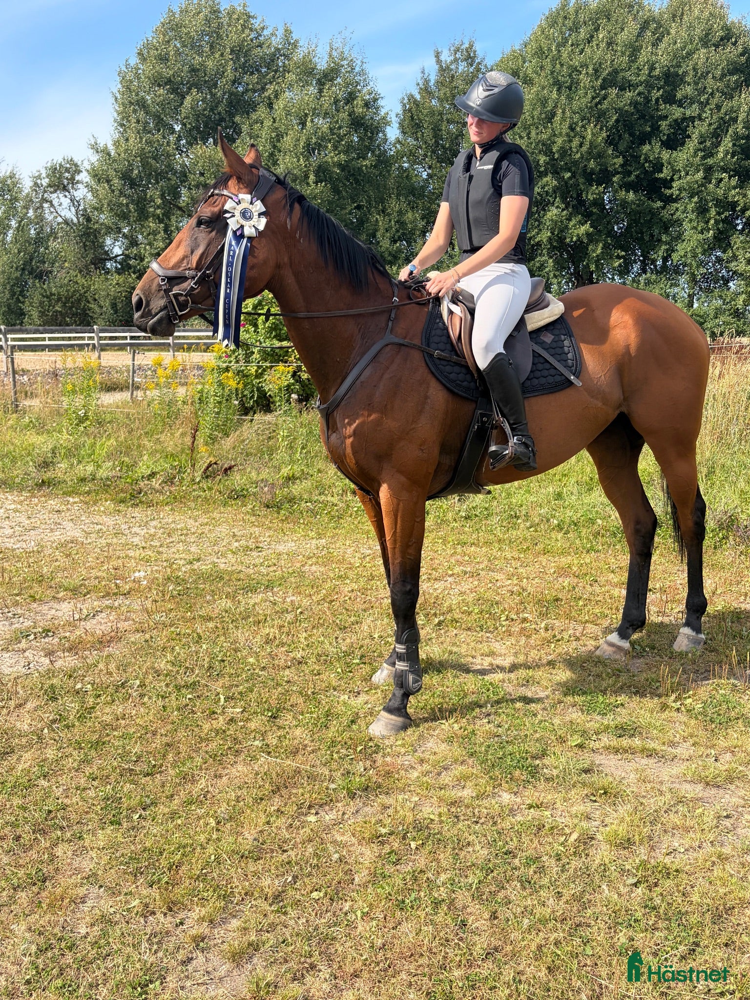  hästar Härligt hoppsto🌟 - Annons 3