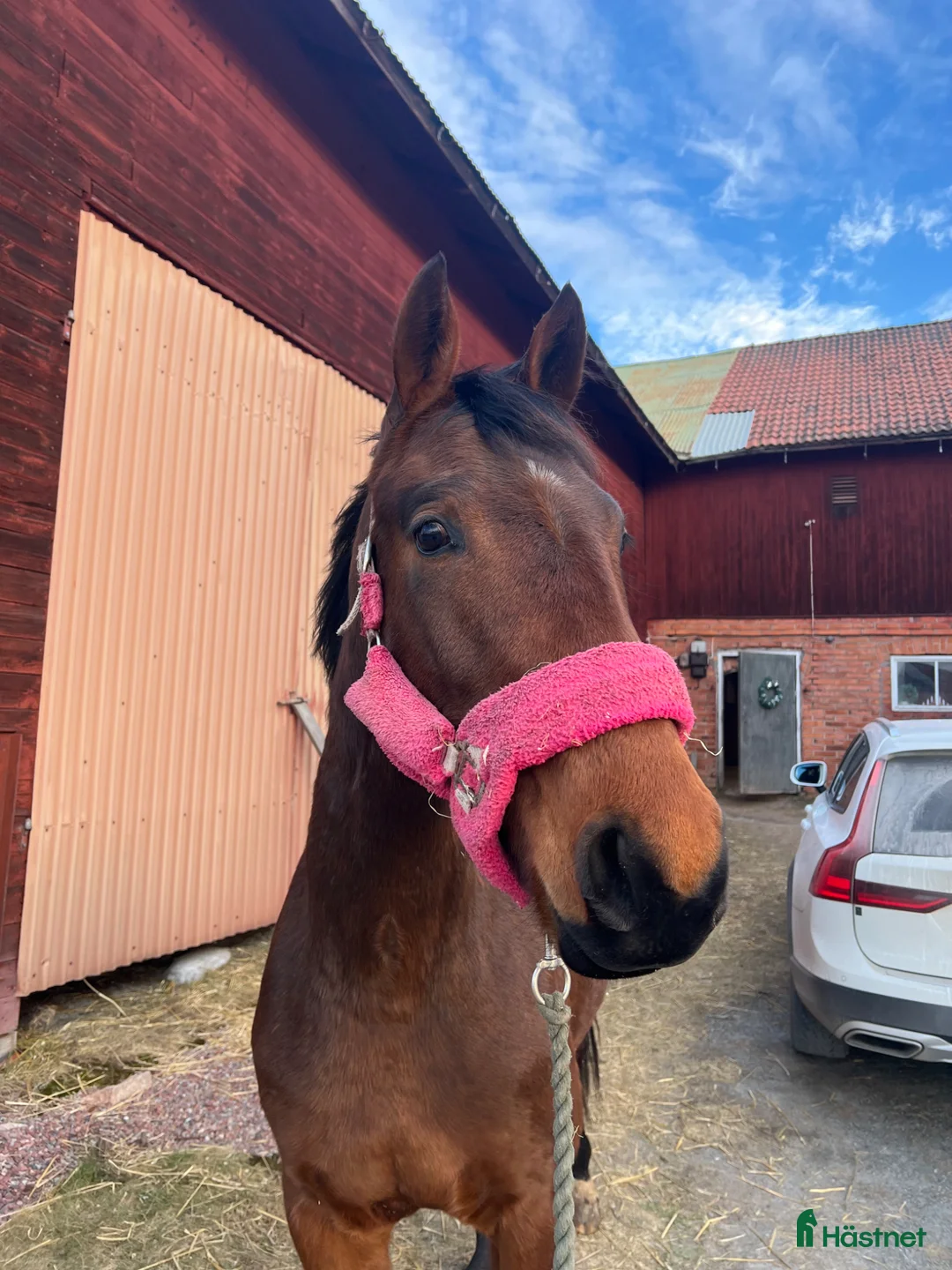 Allround hästar till salu: Social & snäll häst i Gustafs - Annons 1