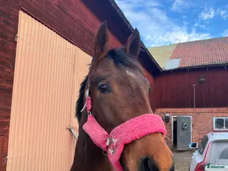 hästar Social & snäll häst - Annons 2