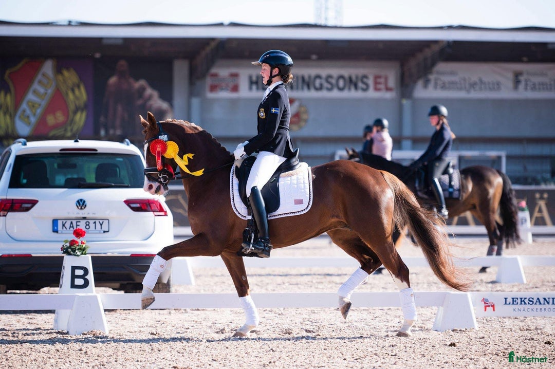 Dressyr hästar till salu: Ridsponnysto med föl till salu  i Sjöbo - Annons 1