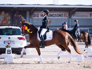 hästar Ridsponnysto med föl till salu i Sjöbo - Annons 1
