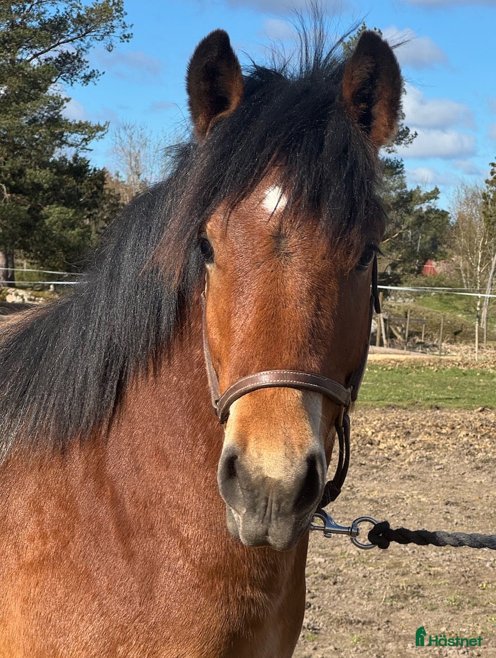 Allround hästar till salu: Ettårshingst - Annons 2