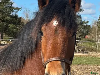 Allround hästar till salu: Ettårshingst - Annons 2