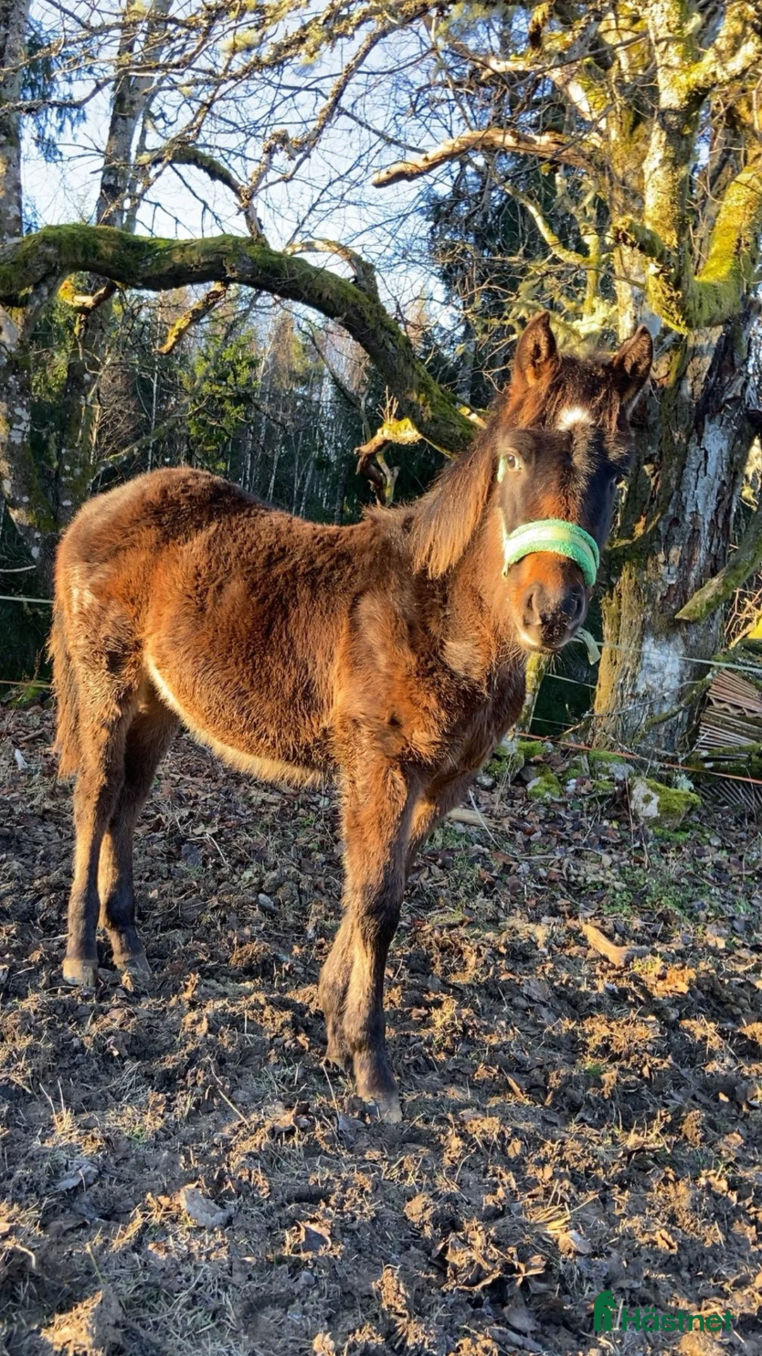 Allround hästar till salu: Korsnings hingst  i Burseryd - Annons 5