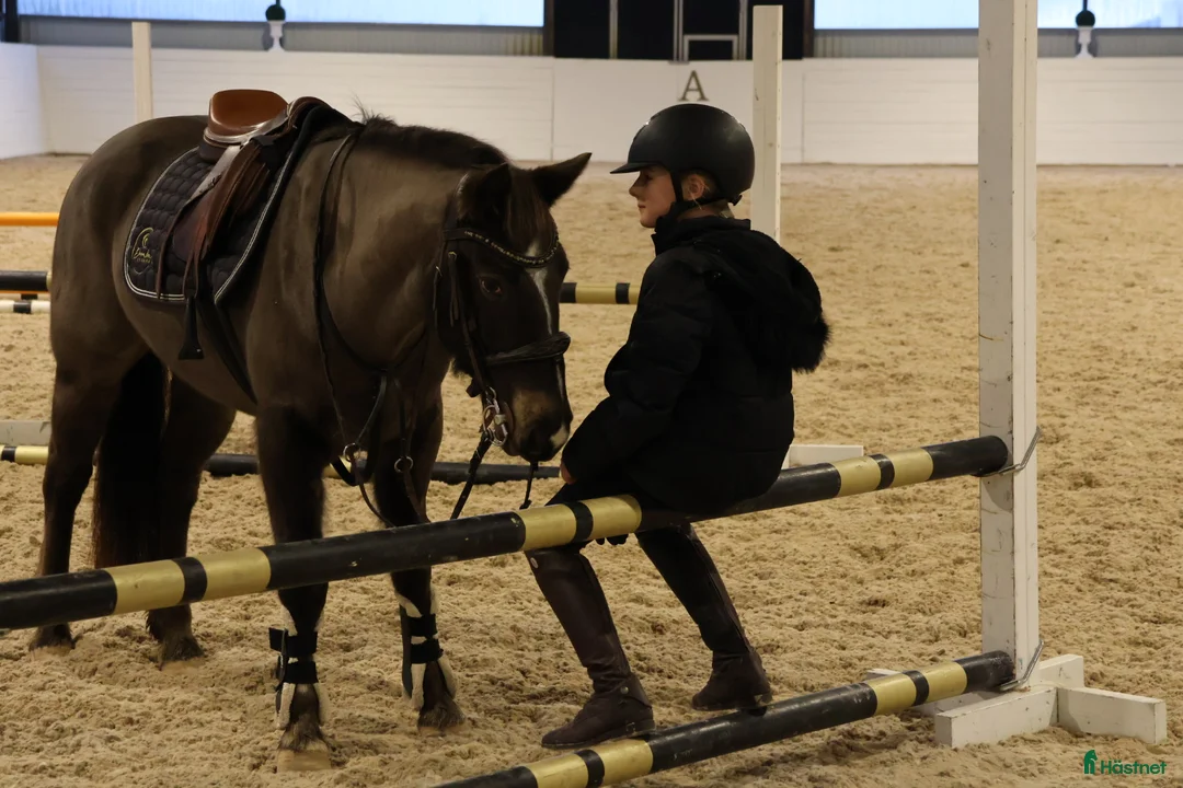 Allround hästar till salu: Topp-Ponny✨️ i Lindesberg - Annons 2