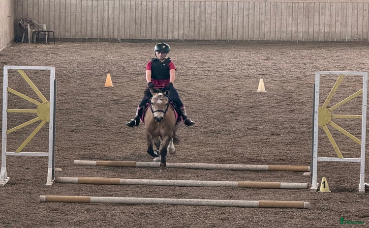  medryttarhäst sökes i Vagnhärad - Annons 18