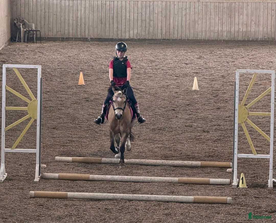  medryttarhäst sökes: 10-åring som drömmer om att bli medryttare  i Vagnhärad - Annons 1