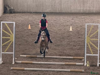 medryttarhäst sökes: 10-åring som drömmer om att bli medryttare i Vagnhärad - Annons 23