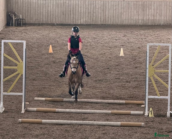 medryttarhäst sökes i Vagnhärad - Annons 18