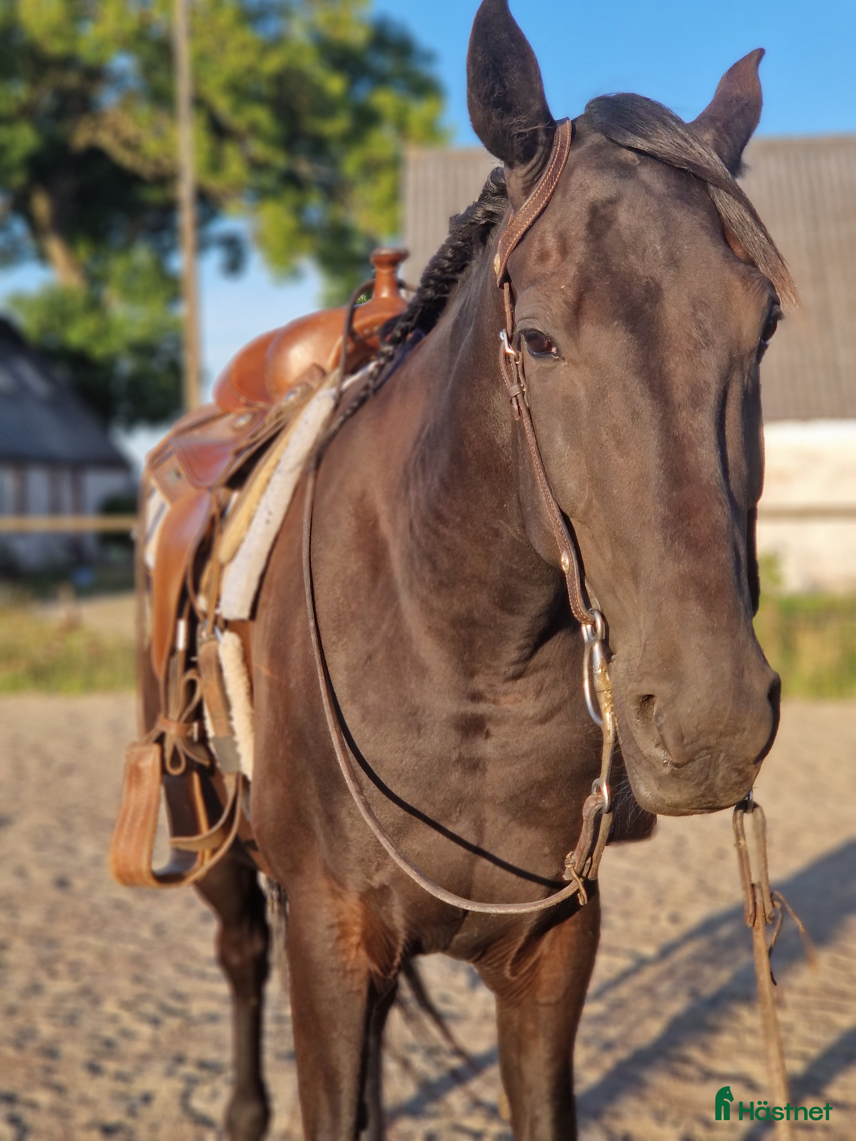  hästar Snäll valack.  i Staffanstorp - Annons 14